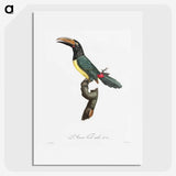 1-32_Des-Oiseaux-de-Paradis_picture