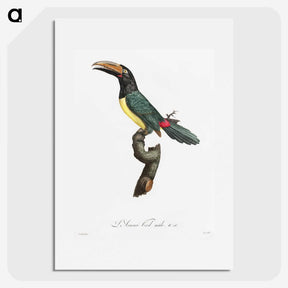 1-32_Des-Oiseaux-de-Paradis_picture