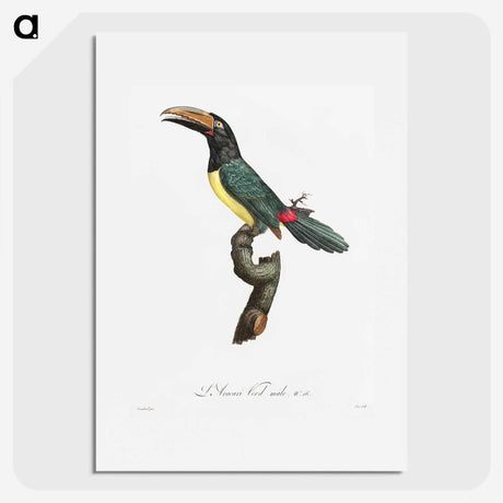1-32_Des-Oiseaux-de-Paradis_picture