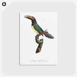 1-32_Des-Oiseaux-de-Paradis_postcard