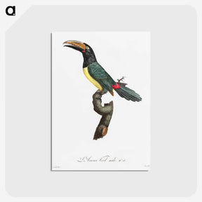 1-32_Des-Oiseaux-de-Paradis_postcard