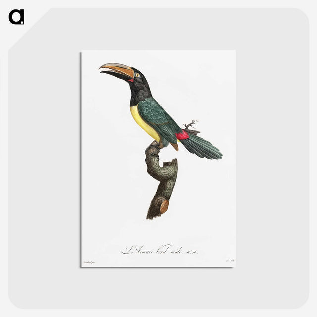 1-32_Des-Oiseaux-de-Paradis_postcard