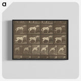 1-32_Eadweard-Muybridge_blk-crop