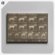 1-32_Eadweard-Muybridge_canvas