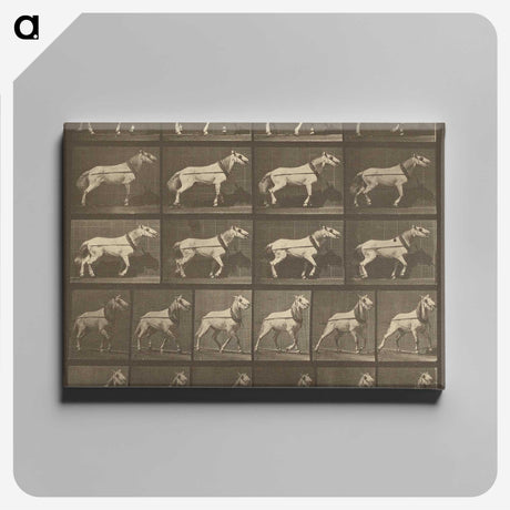 1-32_Eadweard-Muybridge_canvas