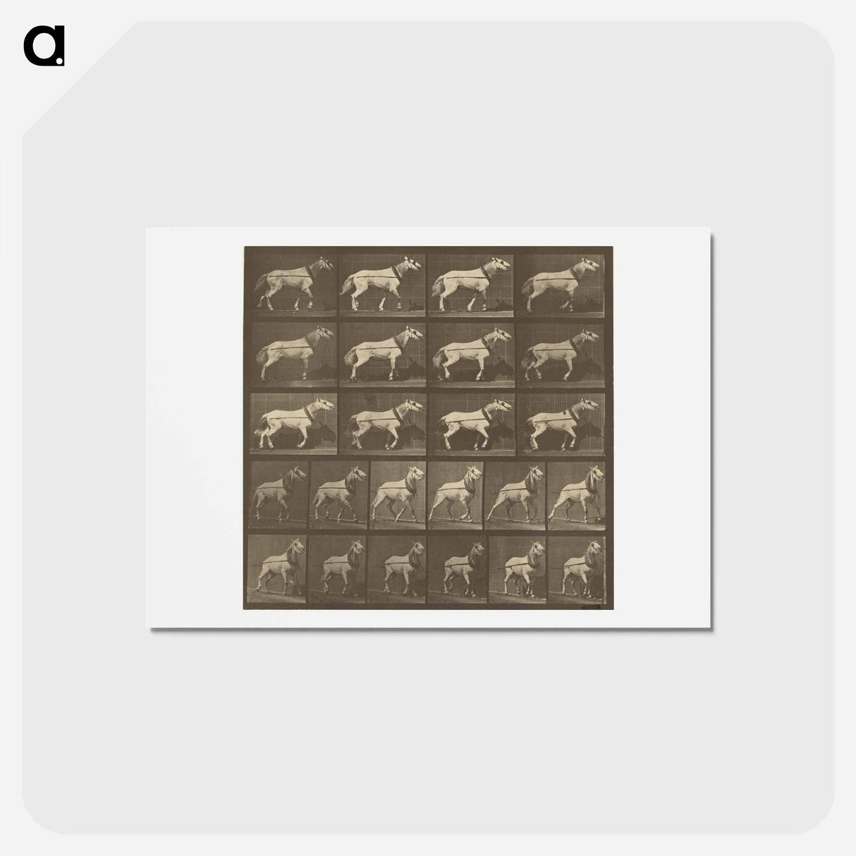 アートポストカード-Animal Locomotion
 - エドワード マイブリッジ Postcard.