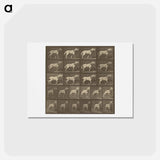 アートポストカード-Animal Locomotion
 - エドワード マイブリッジ Postcard.