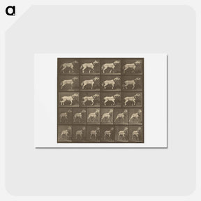 アートポストカード-Animal Locomotion
 - エドワード マイブリッジ Postcard.