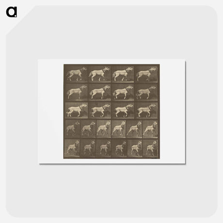 アートポストカード-Animal Locomotion
 - エドワード マイブリッジ Postcard.