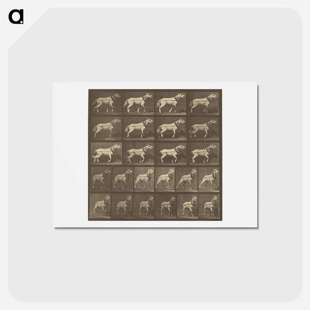 アートポストカード-Animal Locomotion
 - エドワード マイブリッジ Postcard.