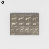 1-32_Eadweard-Muybridge_memo