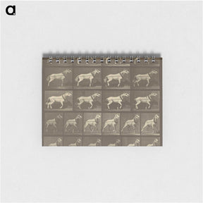 1-32_Eadweard-Muybridge_memo