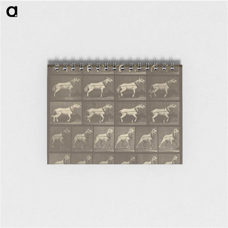 1-32_Eadweard-Muybridge_memo