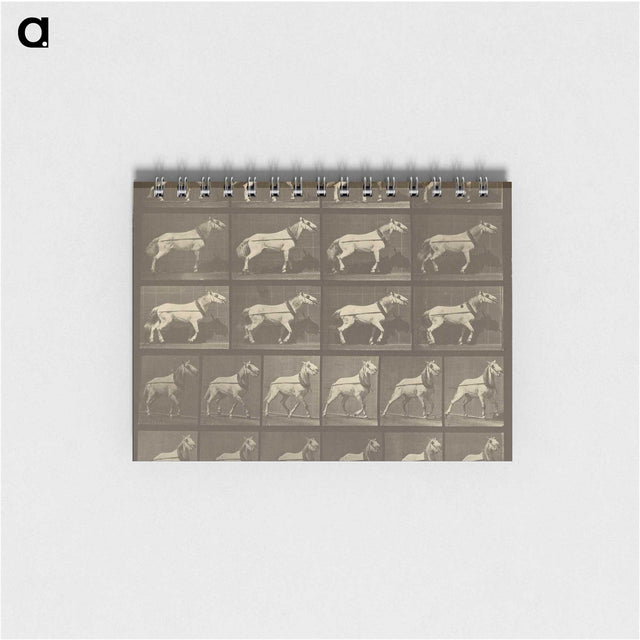 1-32_Eadweard-Muybridge_memo