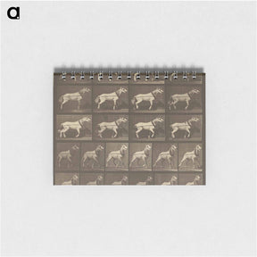 アートメモ帳-Animal Locomotion
 - エドワード マイブリッジ Memo.