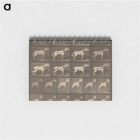 アートメモ帳-Animal Locomotion
 - エドワード マイブリッジ Memo.