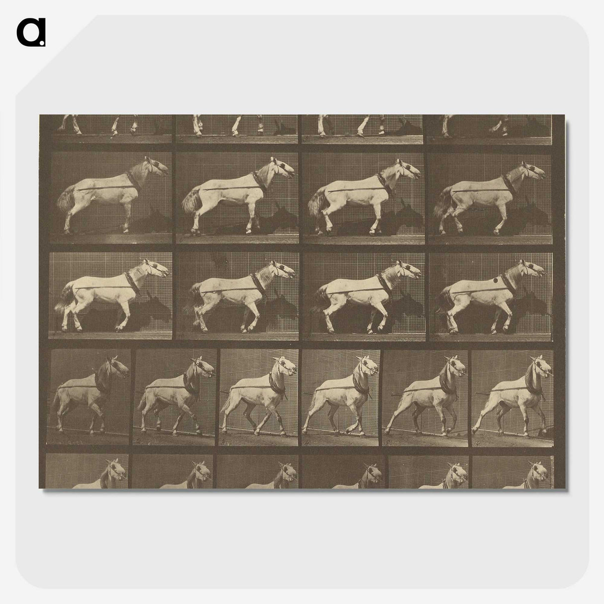 1-32_Eadweard-Muybridge_picture-crop