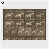 1-32_Eadweard-Muybridge_picture-crop