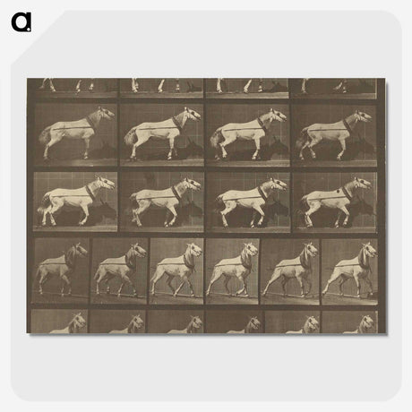 1-32_Eadweard-Muybridge_picture-crop