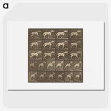 1-32_Eadweard-Muybridge_picture