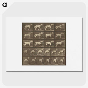 1-32_Eadweard-Muybridge_picture