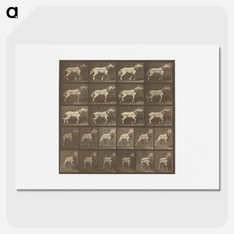 1-32_Eadweard-Muybridge_picture