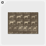 アートポストカード-Animal Locomotion
 - エドワード マイブリッジ Postcard.