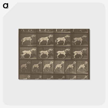 アートポストカード-Animal Locomotion
 - エドワード マイブリッジ Postcard.