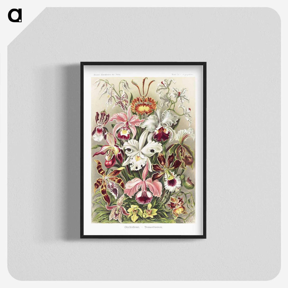 1-32_Ernst-Haeckel_blk-crop