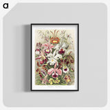 1-32_Ernst-Haeckel_blk-crop