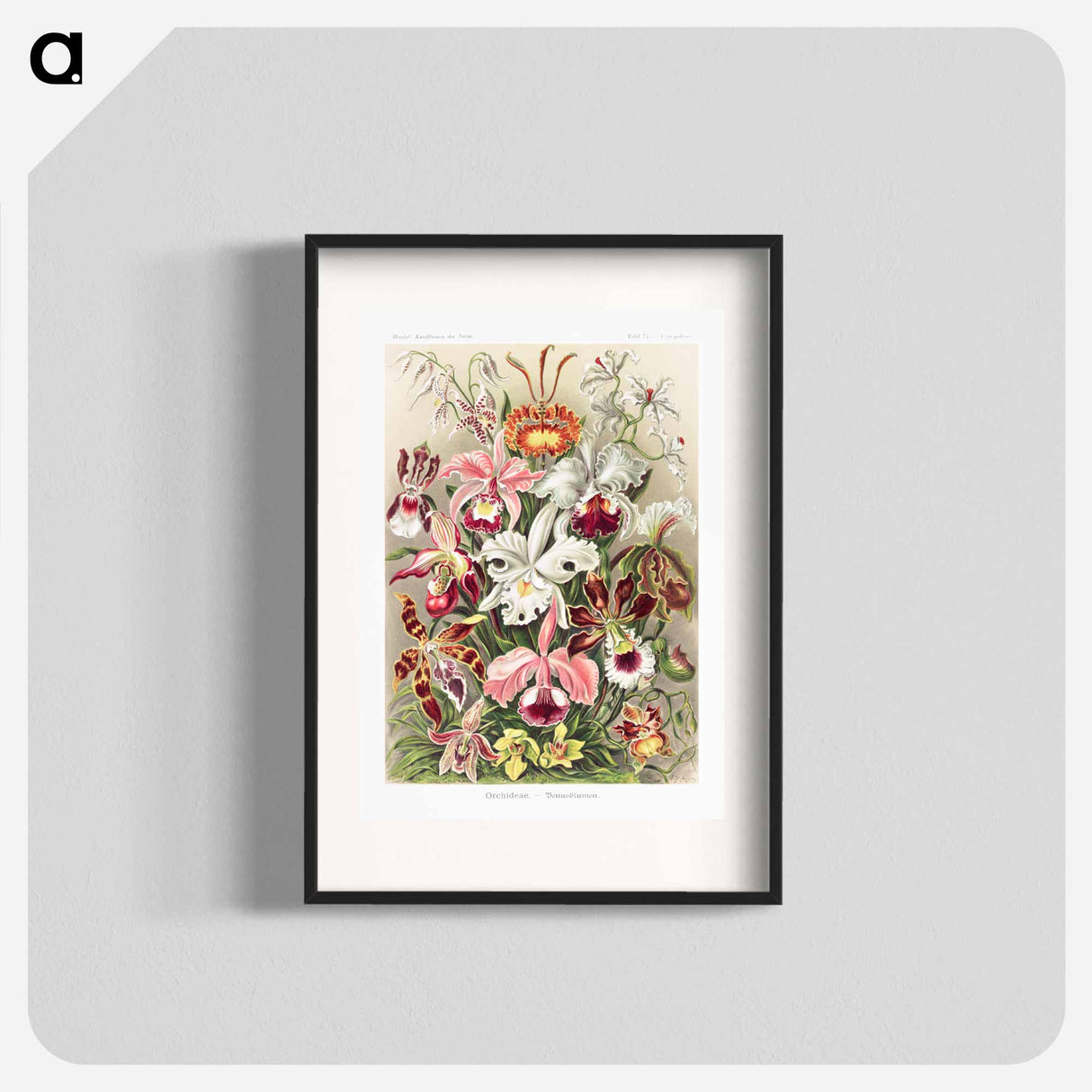 Orchideae–Denusblumen - エルンスト ヘッケル Poster.