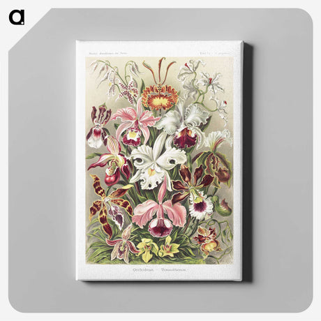 1-32_Ernst-Haeckel_canvas