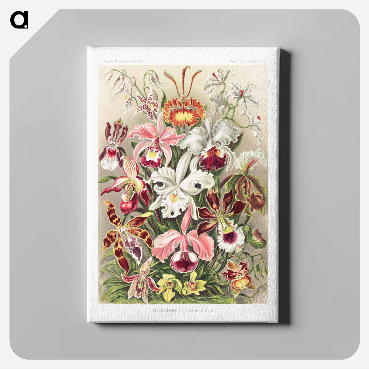 Orchideae–Denusblumen - エルンスト ヘッケル Canvas.