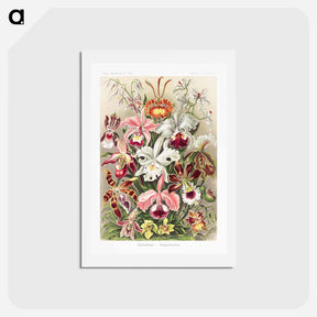 アートポストカード-Orchideae–Denusblumen - エルンスト ヘッケル Postcard.