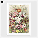 1-32_Ernst-Haeckel_picture-crop