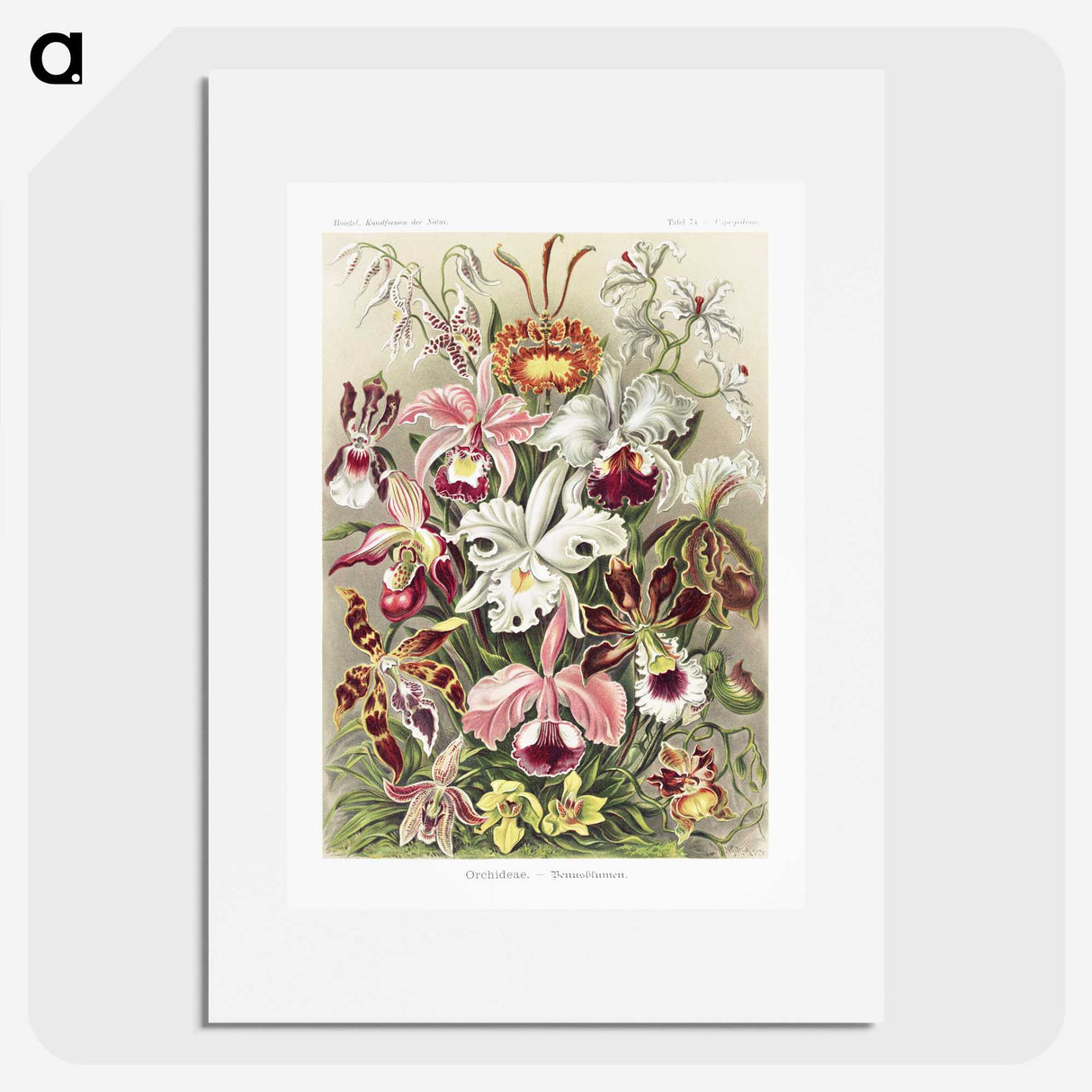 1-32_Ernst-Haeckel_picture