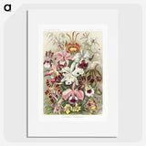1-32_Ernst-Haeckel_picture