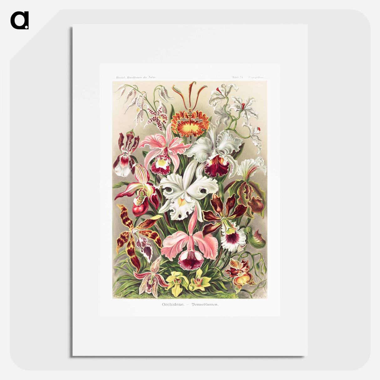 Orchideae–Denusblumen - エルンスト ヘッケル Poster.
