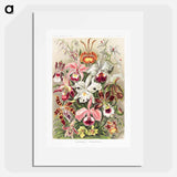 Orchideae–Denusblumen - エルンスト ヘッケル Poster.