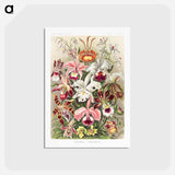 アートポストカード-Orchideae–Denusblumen - エルンスト ヘッケル Postcard.