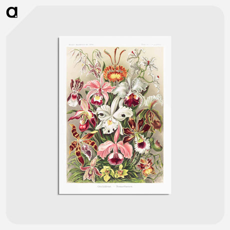 アートポストカード-Orchideae–Denusblumen - エルンスト ヘッケル Postcard.