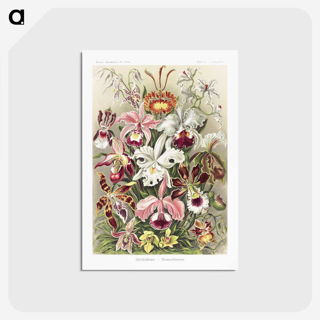1-32_Ernst-Haeckel_postcard