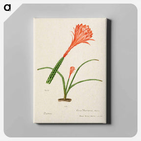アートパネル-Red Rat's Tail Cactus
 - サボテン科 Canvas.