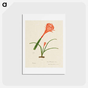 アートポストカード-Red Rat's Tail Cactus
 - サボテン科 Postcard.