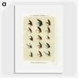 1-32_Favorite-Flies-and-Their-History_picture
