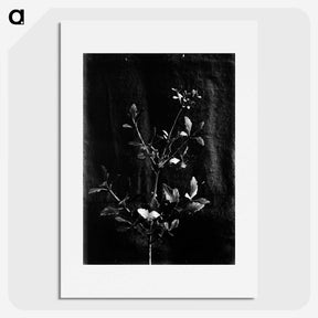 1-32_Frederick-Charles-Brockett_picture