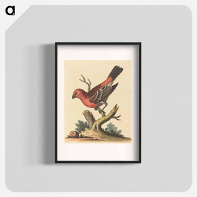 アートポスター-Red and Black Bird
 - ジョージ エドワーズ Poster.