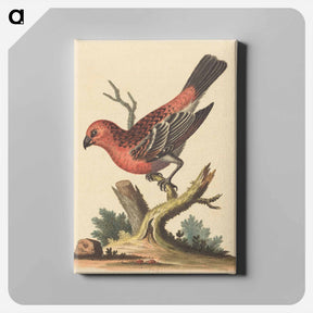 アートパネル-Red and Black Bird
 - ジョージ エドワーズ Canvas.