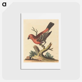 アートポストカード-Red and Black Bird
 - ジョージ エドワーズ Postcard.