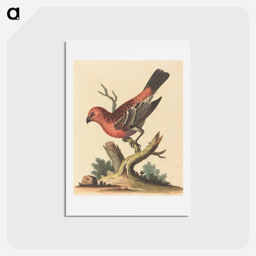 Red and Black Bird
 - ジョージ エドワーズ Postcard.